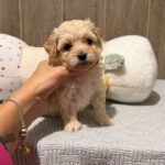 Dior-female-Maltipoo-puppy-for-sale- (3)