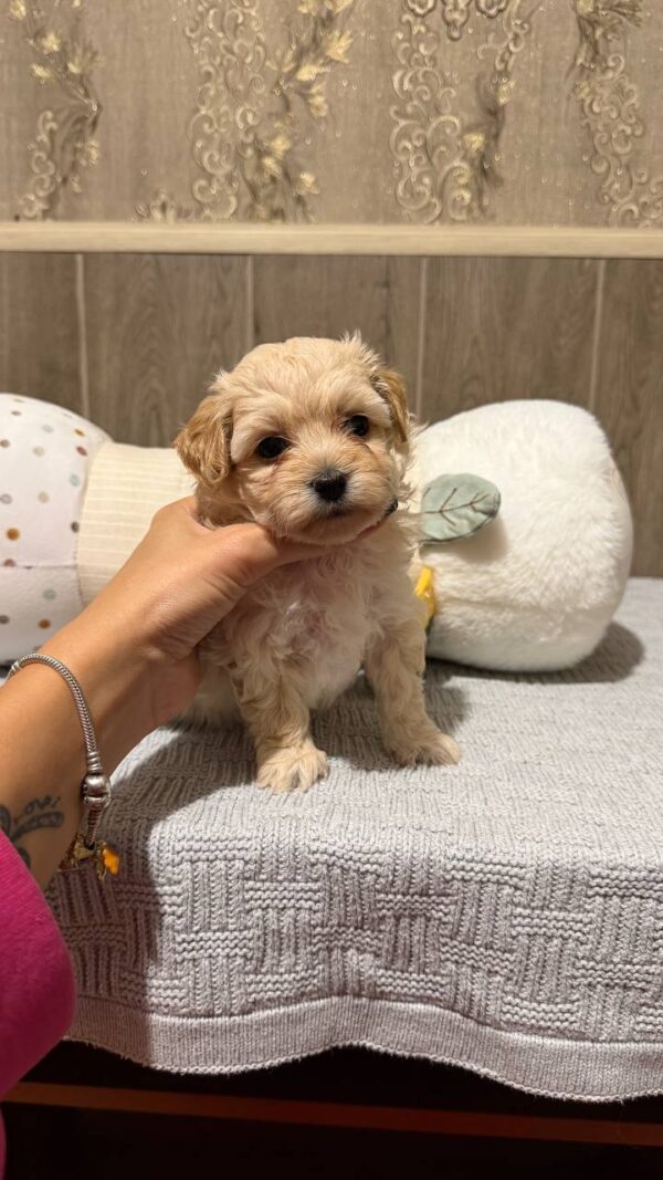 Dior Maltipoo Dior Maltipoo