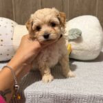 Dior-female-Maltipoo-puppy-for-sale- (4)