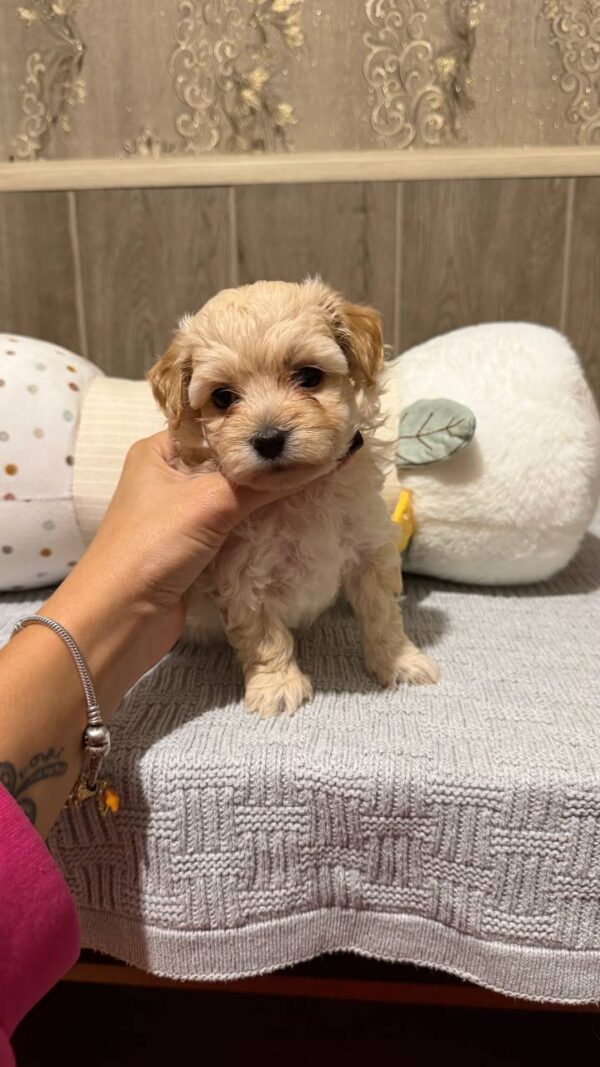 Dior Maltipoo Dior Maltipoo