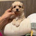 Dior-female-Maltipoo-puppy-for-sale- (5)