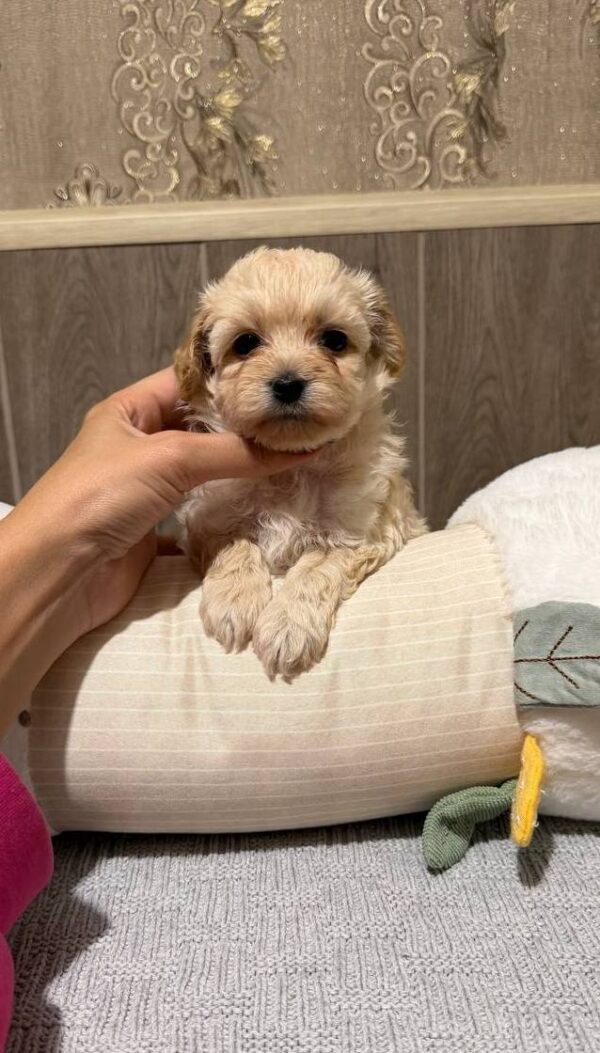 Dior Maltipoo Dior Maltipoo