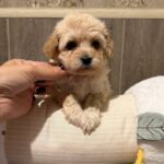 Dior-female-Maltipoo-puppy-for-sale- (6)