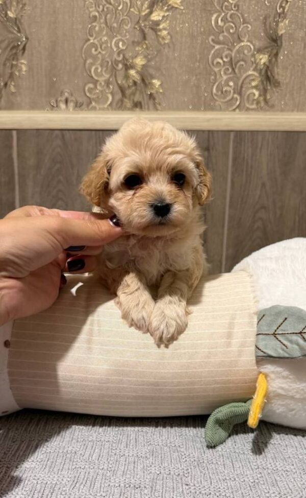 Dior Maltipoo Dior Maltipoo