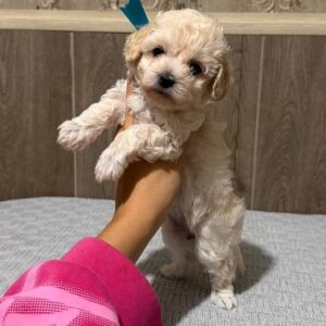 Dolce Maltipoo Dolce Maltipoo