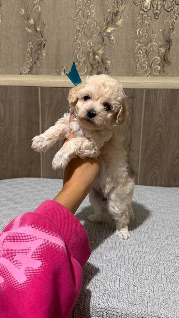 Dolce Maltipoo Dolce Maltipoo