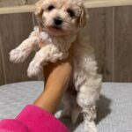 Dolce-female-Maltipoo-puppy-for-sale- (2)