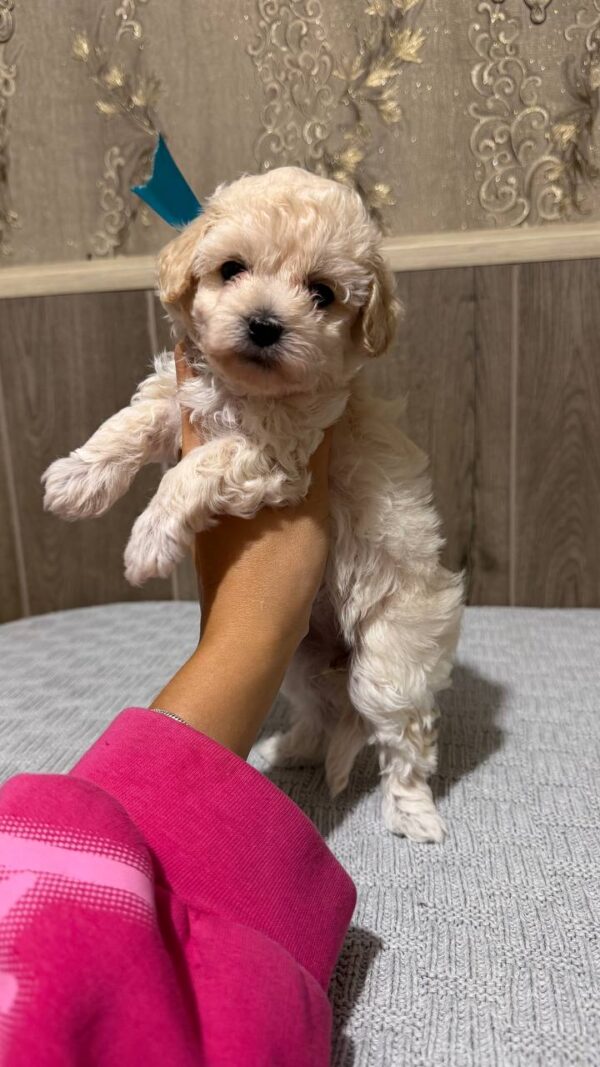 Dolce Maltipoo Dolce Maltipoo