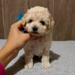 Dolce-female-Maltipoo-puppy-for-sale-3