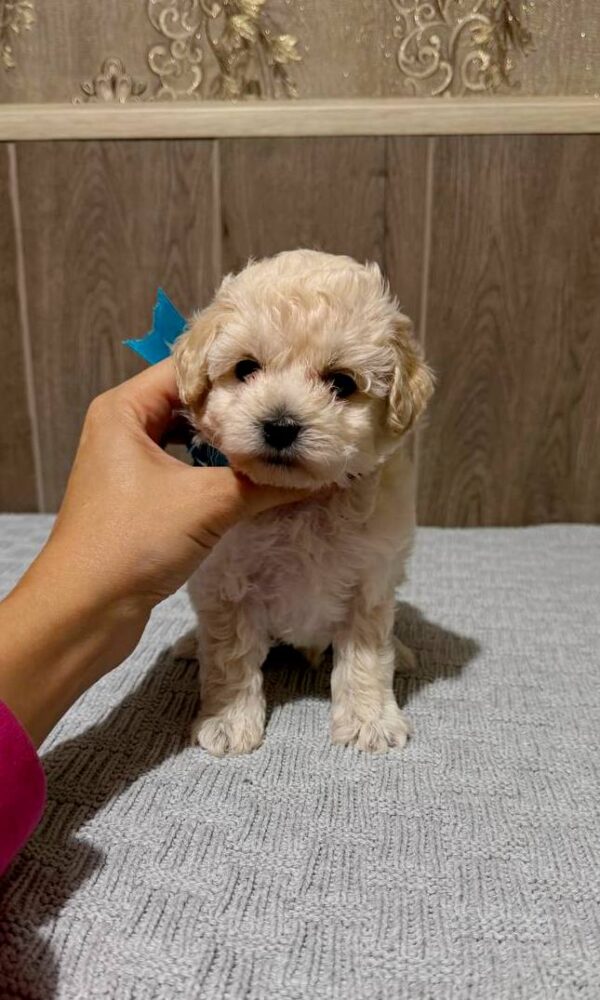 Dolce Maltipoo Dolce Maltipoo