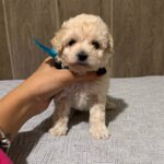 Dolce-female-Maltipoo-puppy-for-sale- (4)