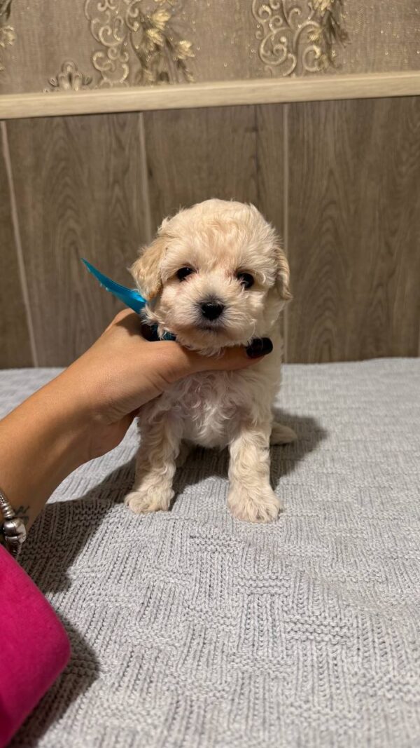 Dolce Maltipoo Dolce Maltipoo