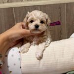 Donovan-male-Maltipoo-puppy-for-sale- (1)