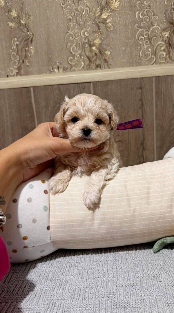 Donovan Maltipoo Donovan Maltipoo