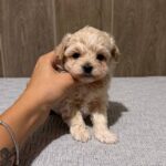 Donovan-male-Maltipoo-puppy-for-sale- (2)