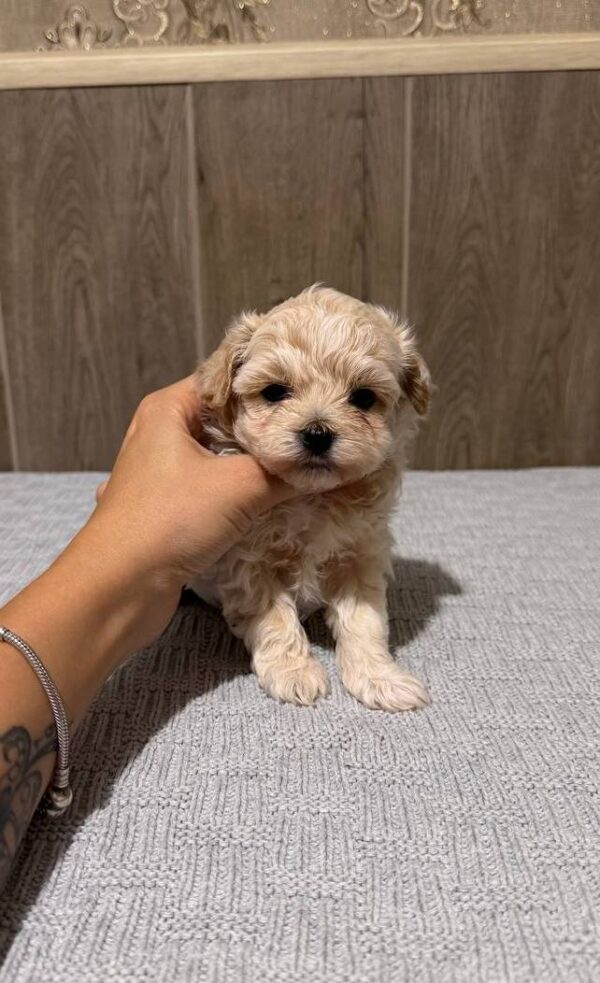 Donovan Maltipoo Donovan Maltipoo