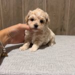 Donovan-male-Maltipoo-puppy-for-sale- (3)