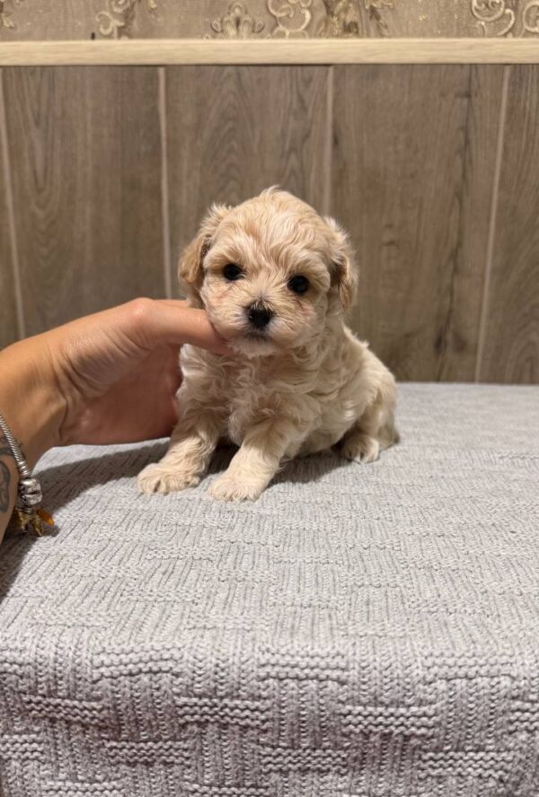 Donovan Maltipoo Donovan Maltipoo