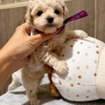Donovan-male-Maltipoo-puppy-for-sale- (4)