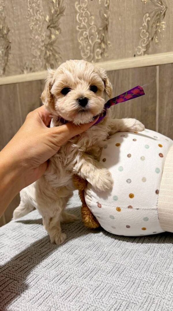 Donovan Maltipoo Donovan Maltipoo