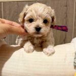 Donovan-male-Maltipoo-puppy-for-sale- (5)