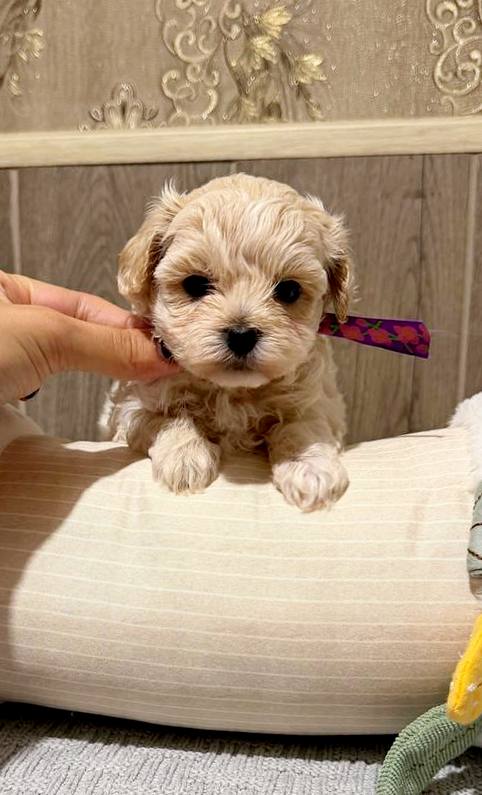 Donovan Maltipoo Donovan Maltipoo
