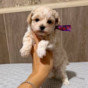 Donovan Maltipoo Donovan Maltipoo