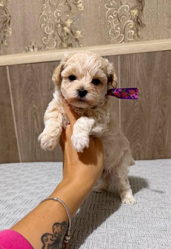 Donovan Maltipoo Donovan Maltipoo