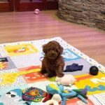 Duchamp-male-Toy-Poodle-puppy-for-sale- (1)