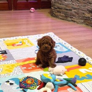 Duchamp Toy Poodle Duchamp Toy Poodle