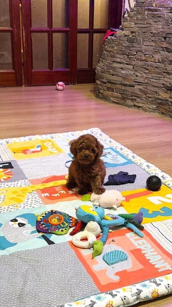 Duchamp Toy Poodle Duchamp Toy Poodle