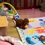 Duchamp-male-Toy-Poodle-puppy-for-sale- (2)
