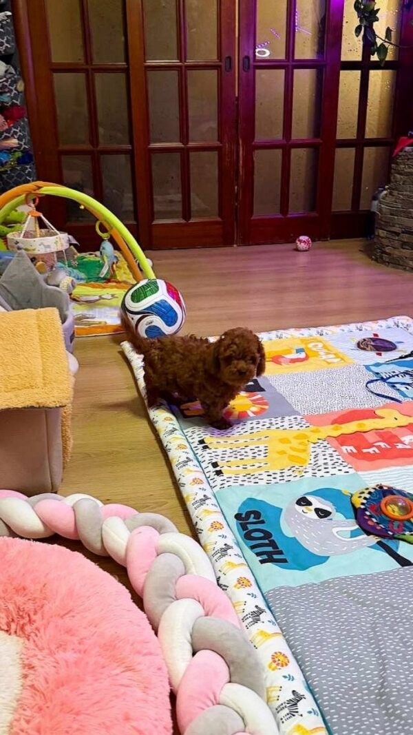 Duchamp Toy Poodle Duchamp Toy Poodle