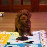 Duchamp-male-Toy-Poodle-puppy-for-sale- (3)