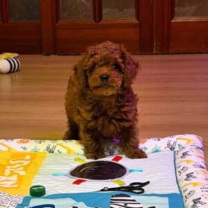 Duchamp Toy Poodle Duchamp Toy Poodle