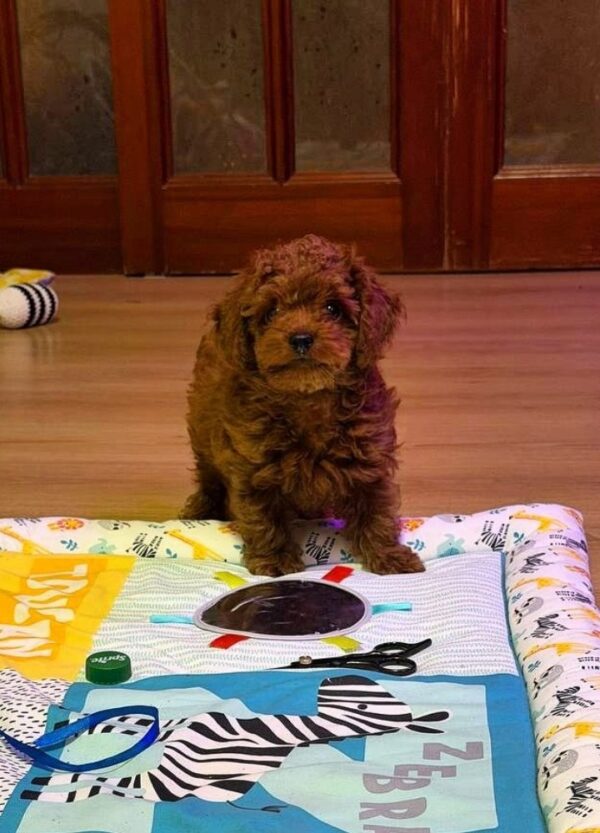 Duchamp Toy Poodle Duchamp Toy Poodle