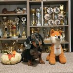 Dux-male-Miniature-Dachshund-puppy-for-sale-1 (1)