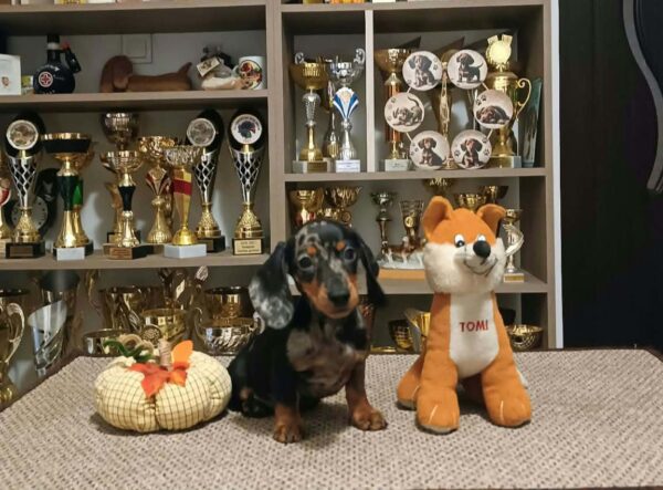 Dux Miniature Dachshund Dux Miniature Dachshund
