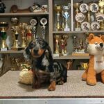 Dux-male-Miniature-Dachshund-puppy-for-sale-1 (2)