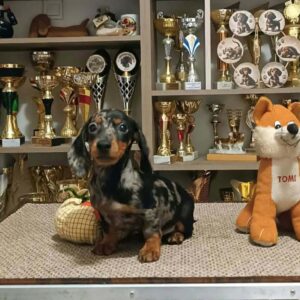 Dux Miniature Dachshund Dux Miniature Dachshund