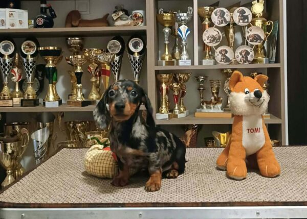 Dux Miniature Dachshund Dux Miniature Dachshund