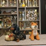 Dux-male-Miniature-Dachshund-puppy-for-sale-1 (3)