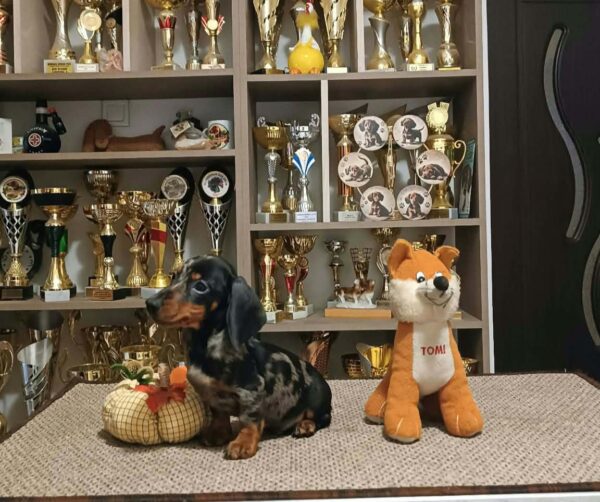 Dux Miniature Dachshund Dux Miniature Dachshund