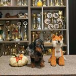 Dux-male-Miniature-Dachshund-puppy-for-sale-1 (4)
