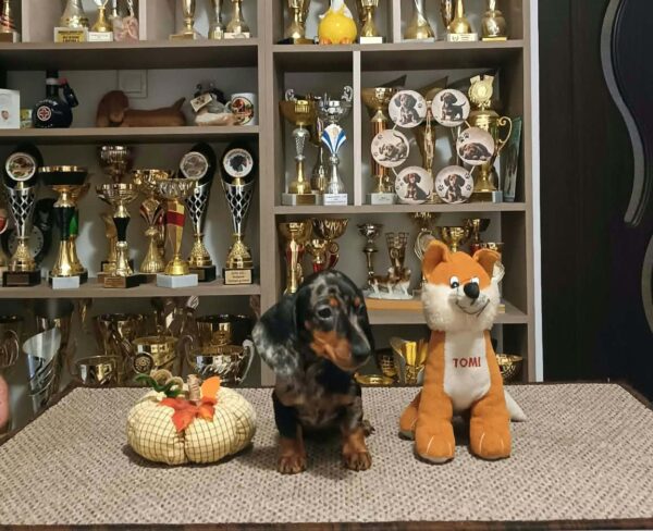 Dux Miniature Dachshund Dux Miniature Dachshund