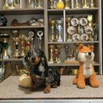 Dux-male-Miniature-Dachshund-puppy-for-sale-1 (5)