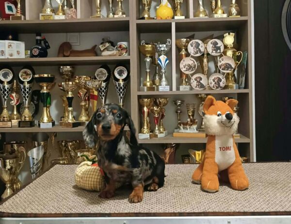 Dux Miniature Dachshund Dux Miniature Dachshund