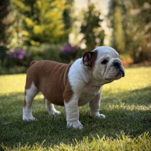 Ernest English Bulldog Ernest English Bulldog