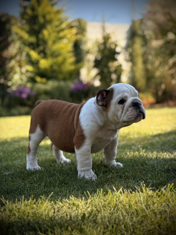 Ernest English Bulldog Ernest English Bulldog