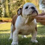 Ernest-male-English-bulldog-puppy-for-sale (2)